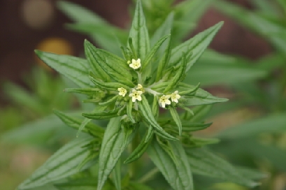 むらさき草 むらさき草